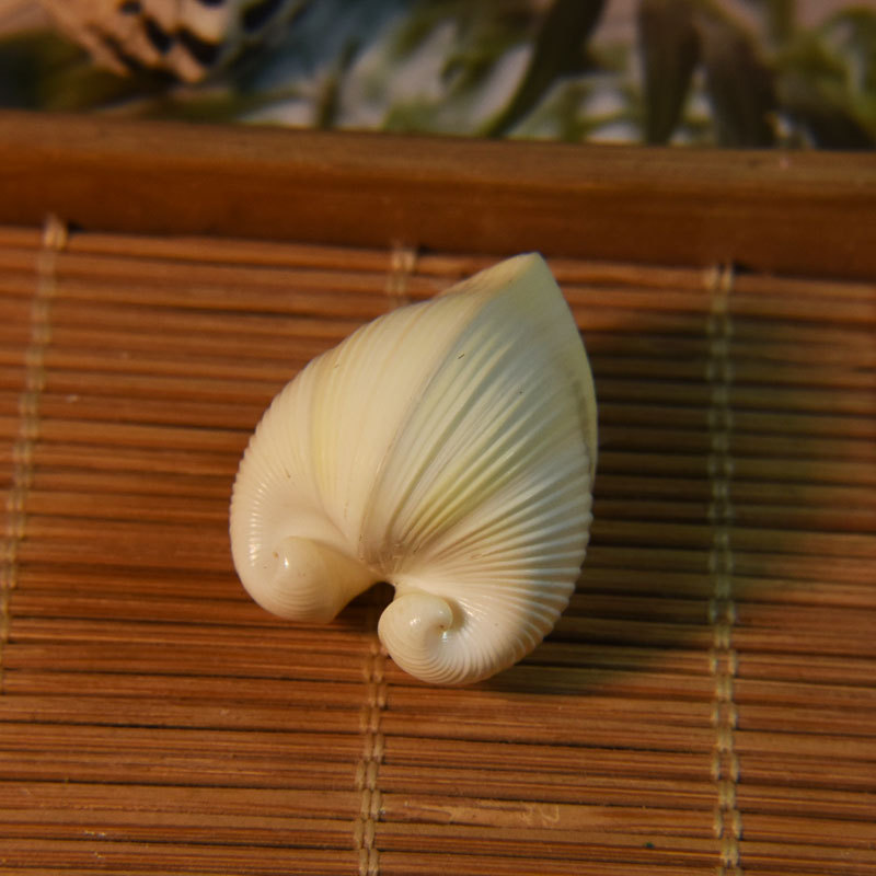 Marine Aquarium & Regional Centre - Conchiglia di cardio cardissa naturale -