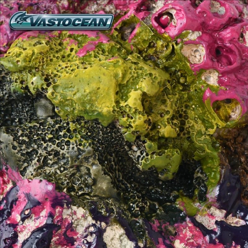 VASTOCEAN Acquario di Acqua Sa - Marine Aquarium Hermit Crab recensione e prezzo