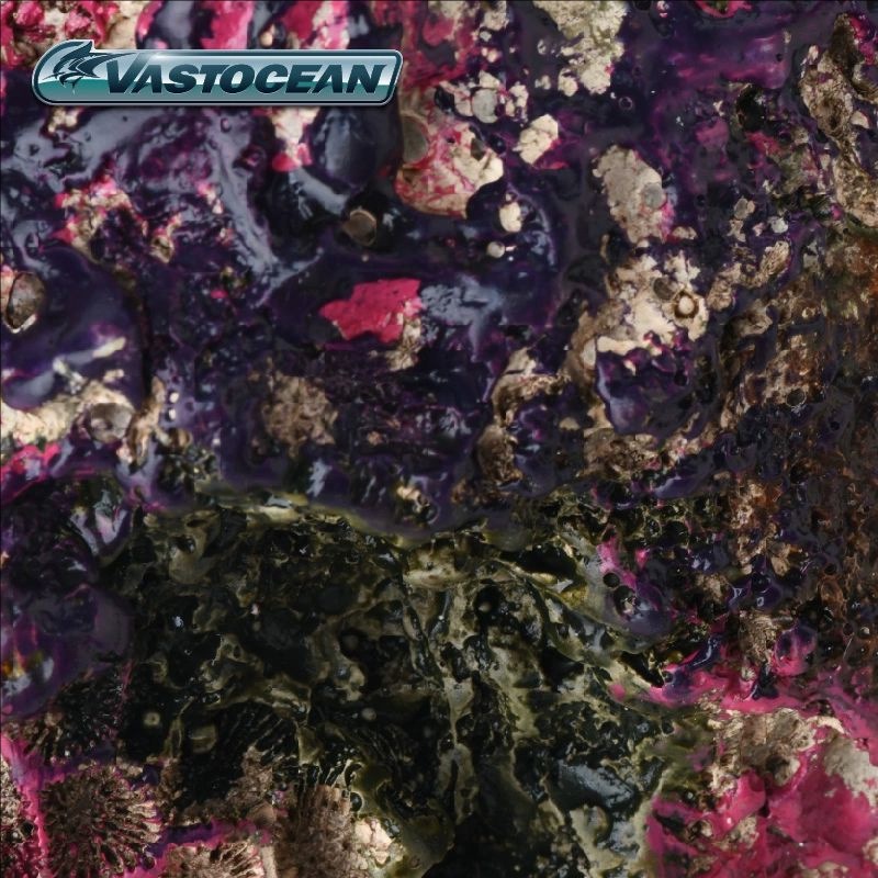 VASTOCEAN Acquario di Acqua Sa - Marine Aquarium Hermit Crab recensione e prezzo