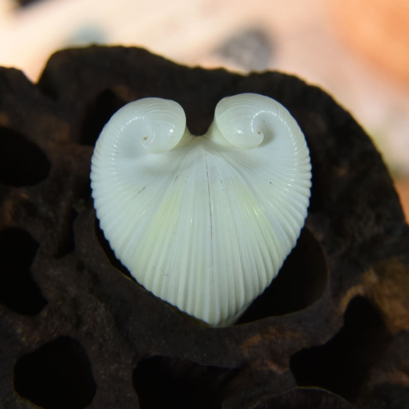 Conchiglia di cardio cardissa  - Marine Aquarium & Regional Centre recensione e prezzo