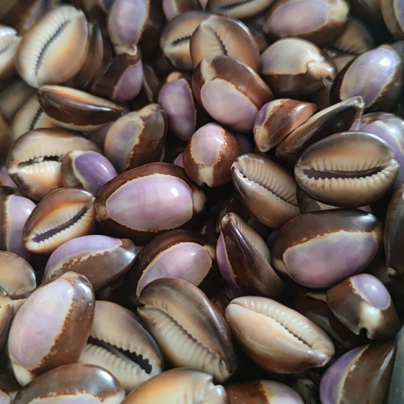 Conchiglia naturale di carneol - Marine Aquarium Hermit Crab recensione e prezzo