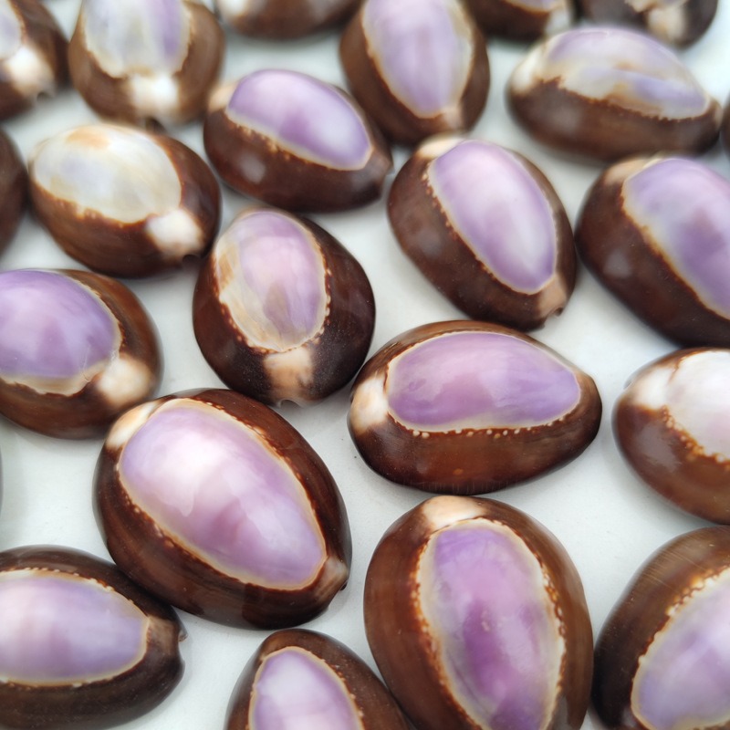 Conchiglia naturale di carneol - Marine Aquarium Hermit Crab recensione e prezzo